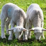 wool makes naturally allergy-resistant bedding