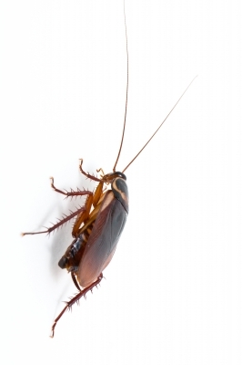 cockroach allergy