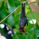 vampire bat